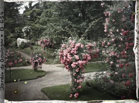 Image représentant Coin sud-est du verger-roseraie orné de rosiers en fleurs, situé à la limite du jardin japonais