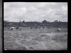 Image représentant Troupeau de vaches dans la lande, route d'Auray à Carnac