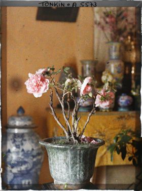 Image représentant Une pivoine de Chine fleurissant le pied de l'autel des ancêtres à l'époque de la fête du Têt