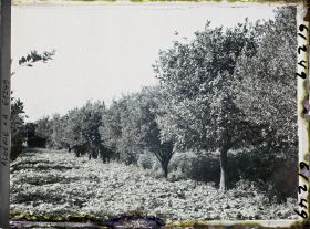 Image représentant Plantation d'orangers, de citronniers et de courgettes rouges
