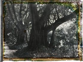 Image représentant Ficus dans le jardin d'Essais