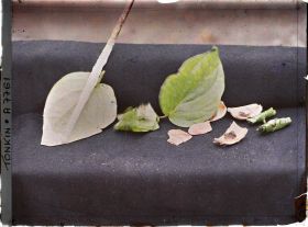 Image représentant Une présentation des ingrédients nécessaires à la mastication du bétel