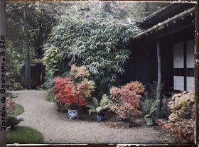 Image représentant Bonsaïs d'érables rougeoyants et fougères en pots, devant la maison est du " village japonais "