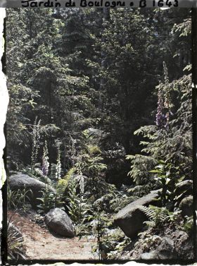 Image représentant La forêt vosgienne