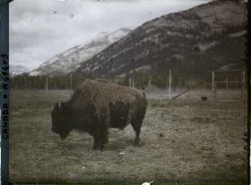 Image représentant Canada, Banff, Bison gros