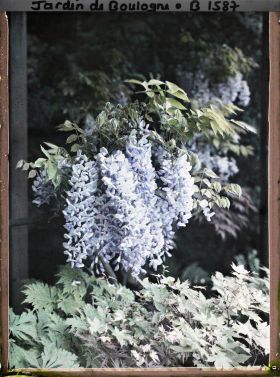 Image représentant Grappe de fleurs de glycine, au " village japonais " ?