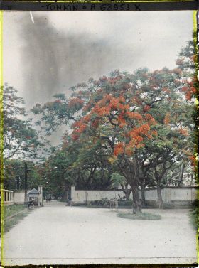 Image représentant Les flamboyants de l'avenue du Général Bichot