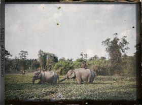 Image représentant Deux éléphants, transportant un homme et des enfants, dans un marais