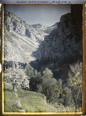 Image représentant Arbre en fleurs sur une pente terrassée, dominant la vallée