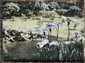 Image représentant Iris dans l'étang