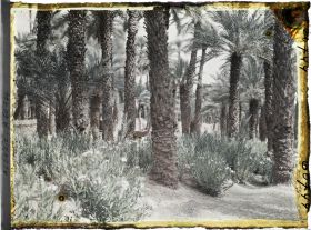 Image représentant Lauriers roses poussant au pied des palmiers