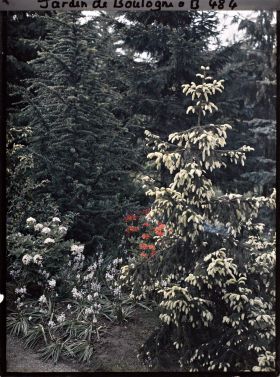 Image représentant Pointes jaunes des épicéas de la forêt dorée