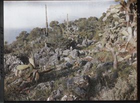 Image représentant Cap Martin Le Jardin