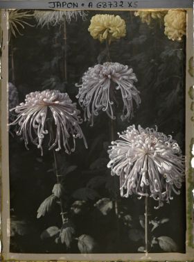 Image représentant Exposition de chrysanthèmes