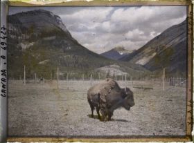 Image représentant Canada, Banff, Bison de trois quarts
