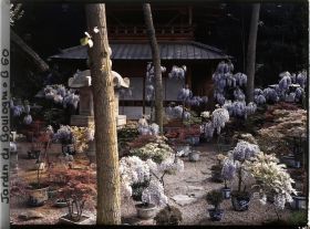 Image représentant Glycines en pots fleuries, lanternes et bonsaïs au pied de la pagode du " village japonais "