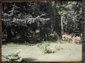 Image représentant la pelouse du marais près de la forêt bleue