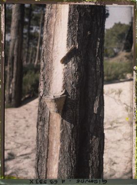 Image représentant Le gemmage sur un pin maritime