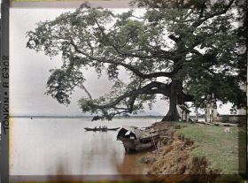 Image représentant Le grand Banian (Ficus Indica), près du confluent du Fleuve Rouge et de la rivière Claire