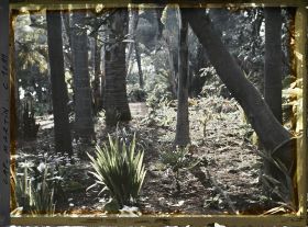 Image représentant le Jardin Palmiers