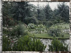 Image représentant Nénuphars et sagittaires fleuris dans les bassins du marais, vus du nord-ouest en direction de la forêt bleue
