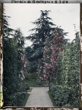 Image représentant Fruitiers palissés et rosiers en fleurs, au sud de l'allée située au cœur du verger-roseraie