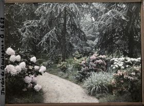 Image représentant une allée dans la forêt bleue