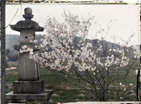 Image représentant cerisier et lanterne