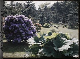 Image représentant Rhododendrons et gunerra bordant l'est du marais, vu en direction du sud