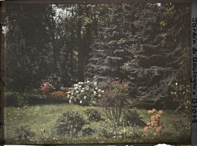 Image représentant Azalées et rhodos près de la forêt bleue