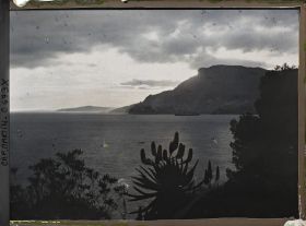 Image représentant Effet du soir sur la tête de chien