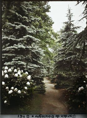 Image représentant La forêt bleue