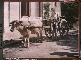Image représentant Attelage de boeuf dans la cour du Château Pavie