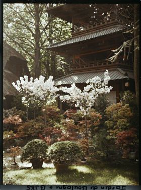 Image représentant Bonsaïs et cerisiers en fleurs au pied de la pagode, près de la laiterie du jardin anglais