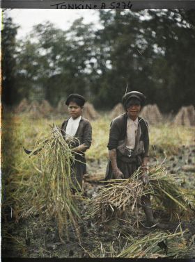 Image représentant La moisson du riz