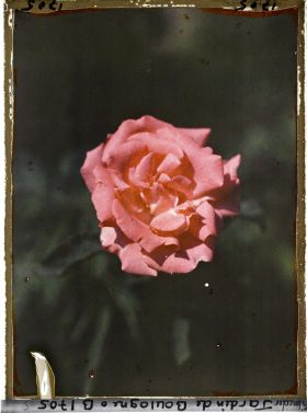 Image représentant Rose d'un rose orangé soutenu