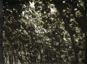 Image représentant Hollande, La Haye, Vigne forcée dans la Serre de M. London