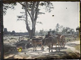 Image représentant Un attelage sur la route d'Angkor