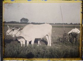Image représentant Seine et Marne, Vaires, Charrue à traction animale