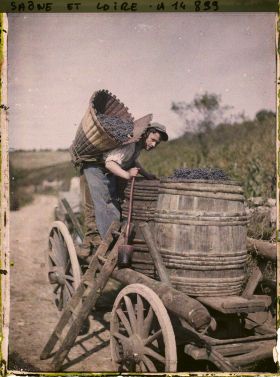 Image représentant Louis Nectoux déposant le fruit de sa récolte dans un tonneau
