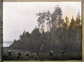 Image représentant Cueillette des myrtilles