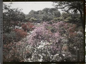 Image représentant Azalées japonais dans le parc de Hibiya (très probablement)