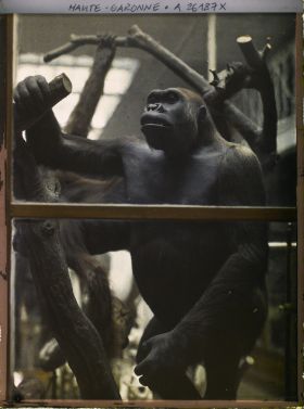 Image représentant Un gorille mâle empaillé dans une des salles du museum d'histoire naturelle