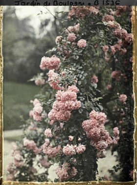 Image représentant Rosier sarmenteux planté à proximité du talus séparant le verger-roseraie du jardin japonais ?
