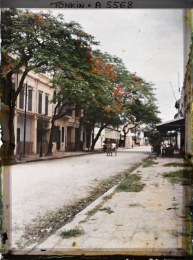 Image représentant La " rue des Tasses ", bordée de flamboyants en fleurs
