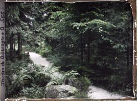 Image représentant Scène de sous-bois dans la forêt vosgienne