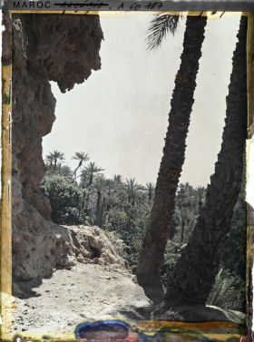 Image représentant Contre -jour sur la palmeraie