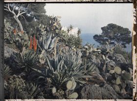 Image représentant Massif de plantes exotiques dominant la mer près de la villa Kahn