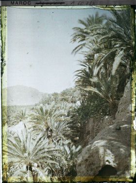 Image représentant Palmeraie avec au fond, le Djebel Grouz