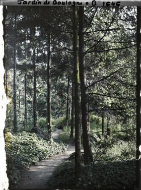 Image représentant Une allée dans la forêt vosgienne